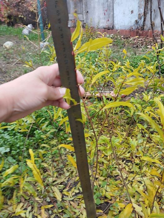 Продам  саженцы сортового граната