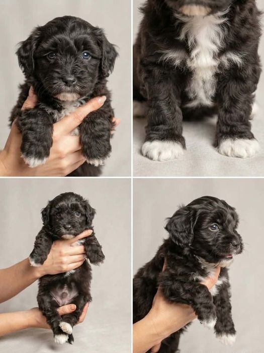 Yorkipoo małe ślicznoty