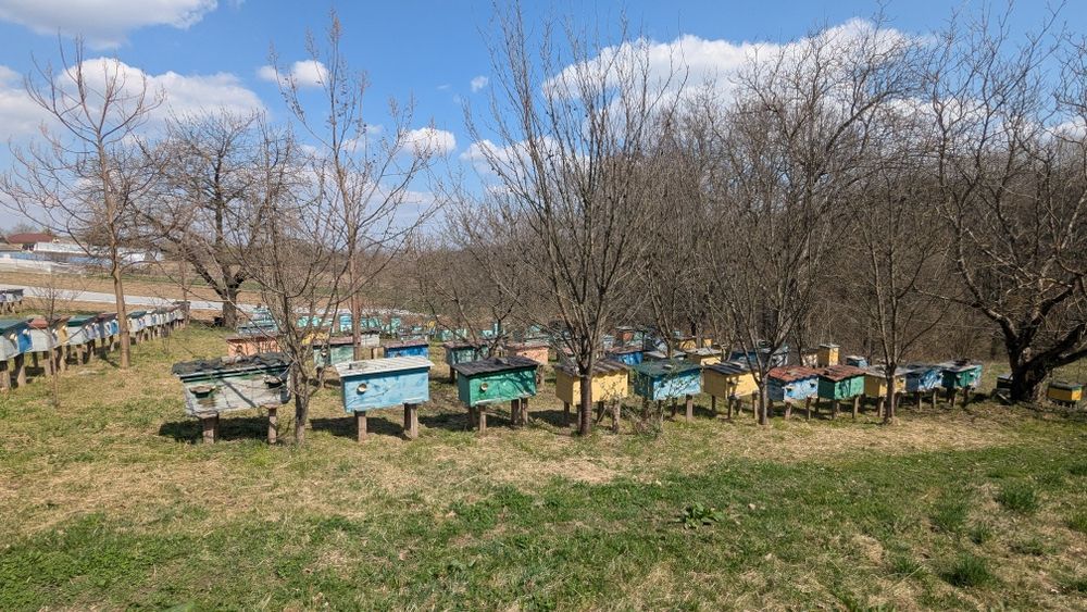 Продам вулики ( пасіка )