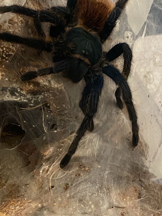 Samica chromatopelma cyaneopubescens