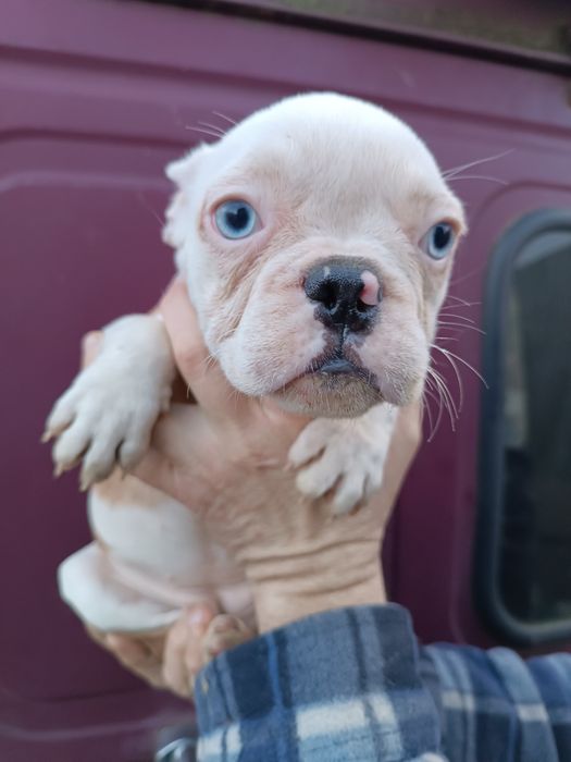 Дівчатка та хлопчики чистокровні французькі бульдоги