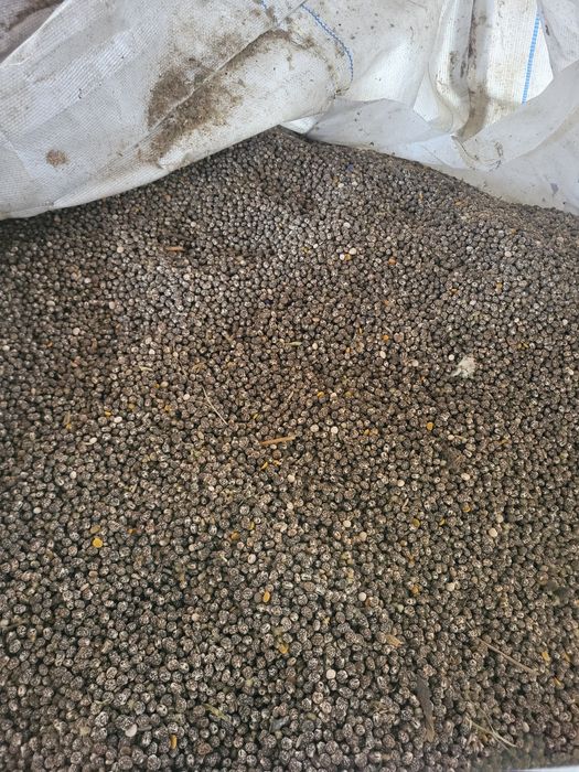 Łubin gorzki łubin