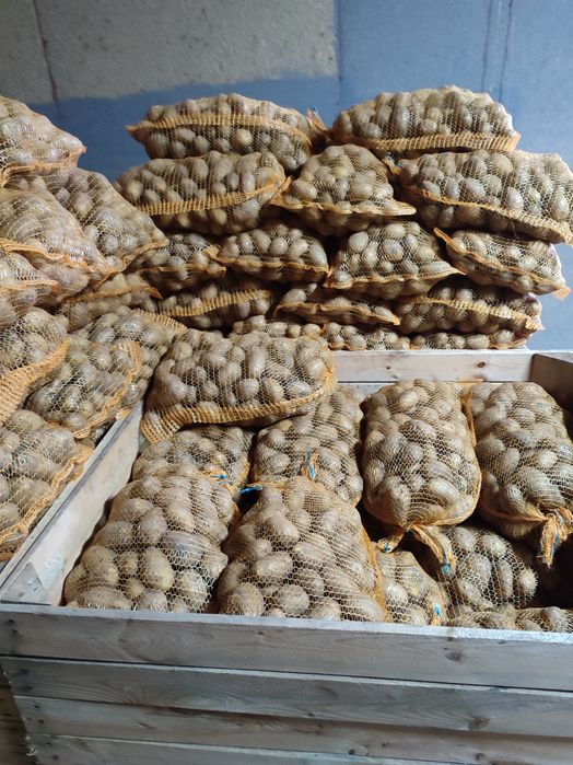 Ziemniaki jadalne,,Soraya,,Jurek,,