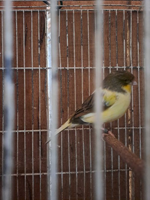 Canarios ponte de lima