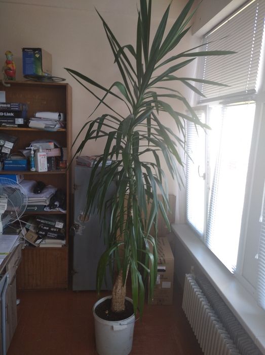 Продам вазон  юку