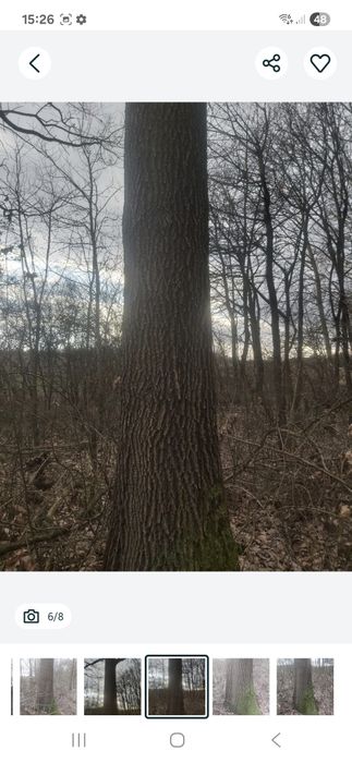Drzewo Dąb Polecam