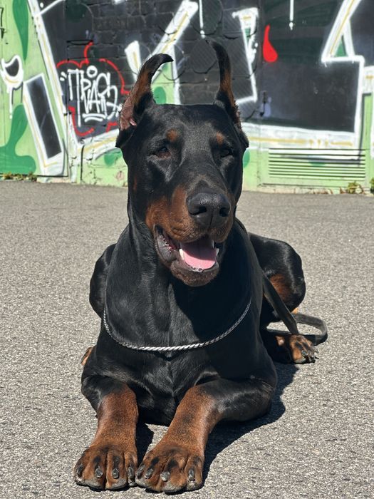 Doberman для вязки