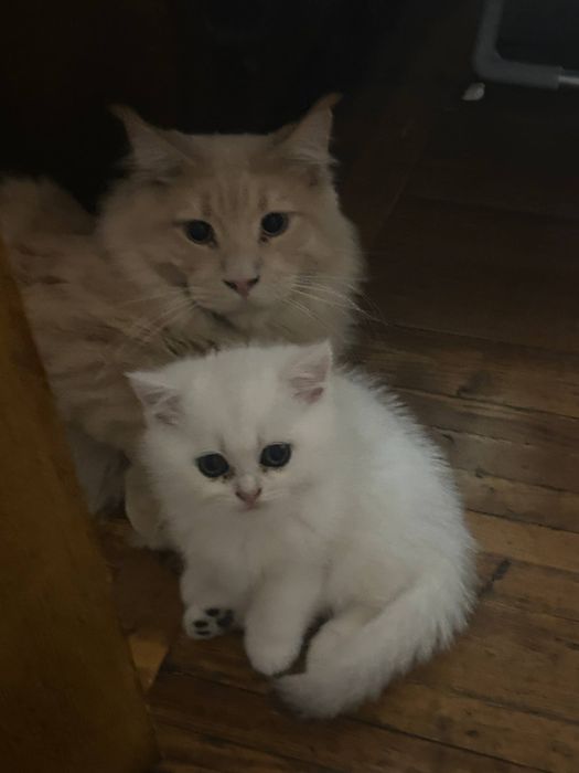 Мейнкун    КСУ