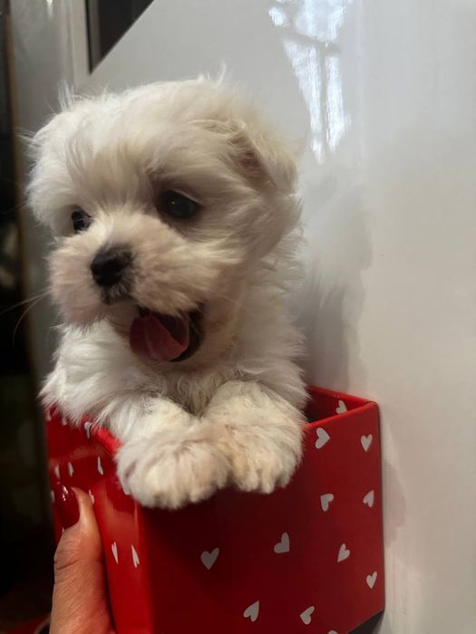 Продаються міні мальтезе