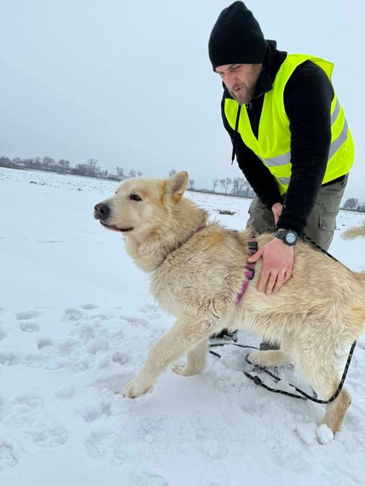 Sigma, starszy psiak siedzi w boksie  za niewinność