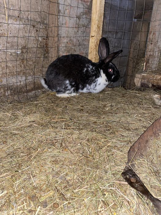 Продам кролів живою  вагою  160 грн/кг