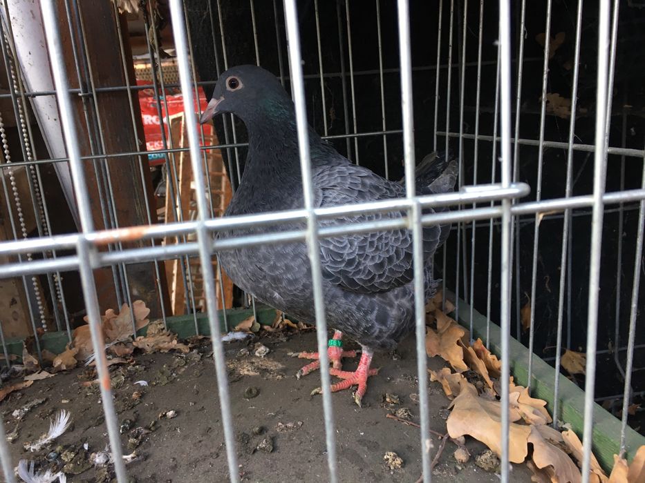 Texaner teksanery samce samice