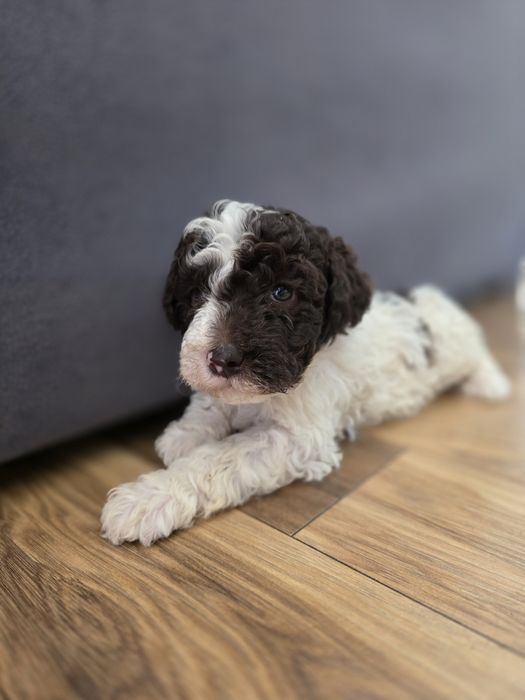 Lagotto romagnolo bialo-brazowy piesek fci.