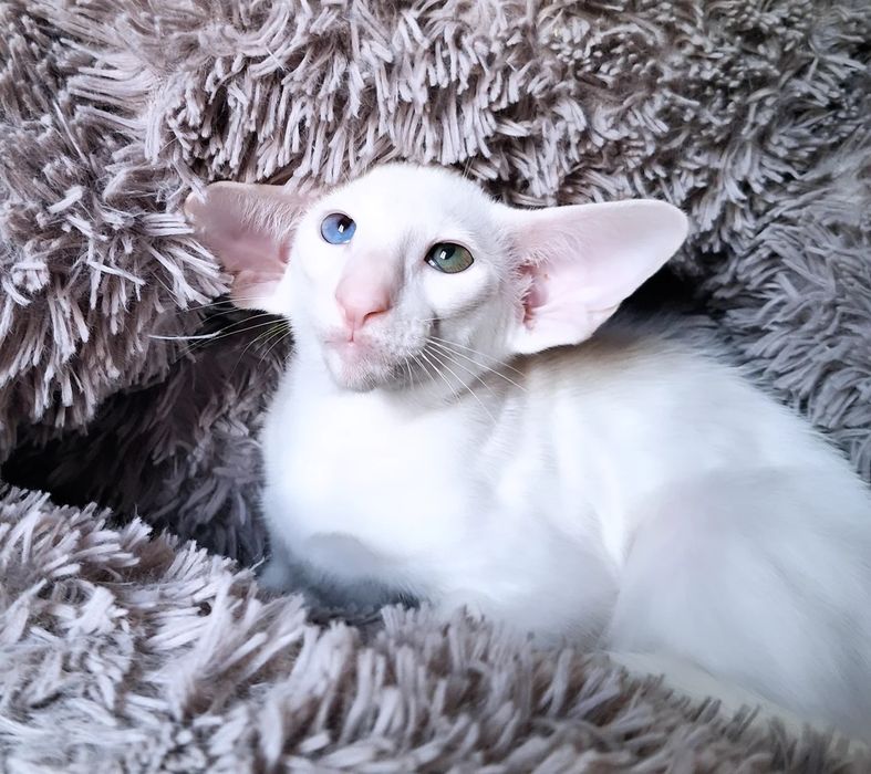 Ориентальные котята