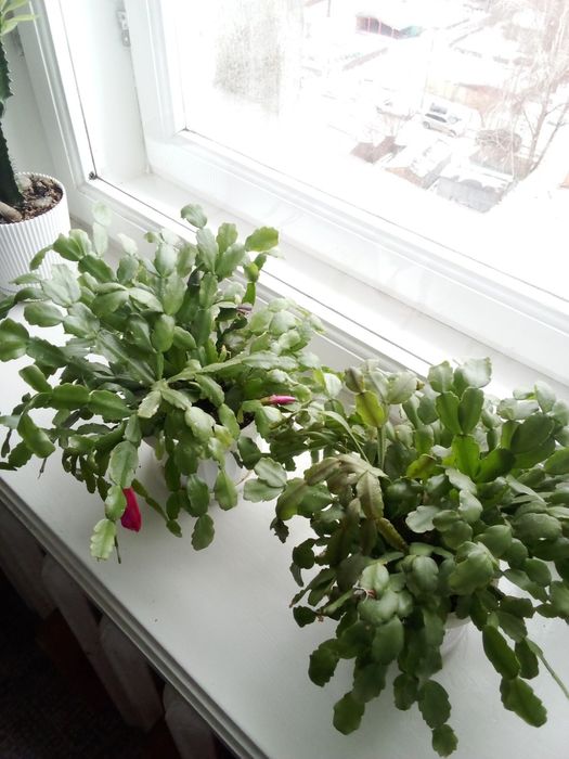 Продам  вазон.різдвяник.