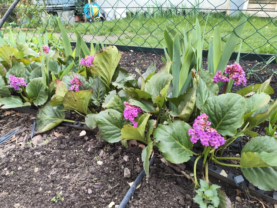 Sprzedam bergenię cordifolia