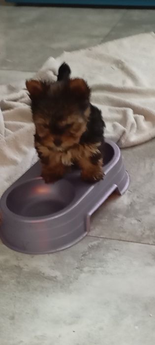 York piesek sprzedam