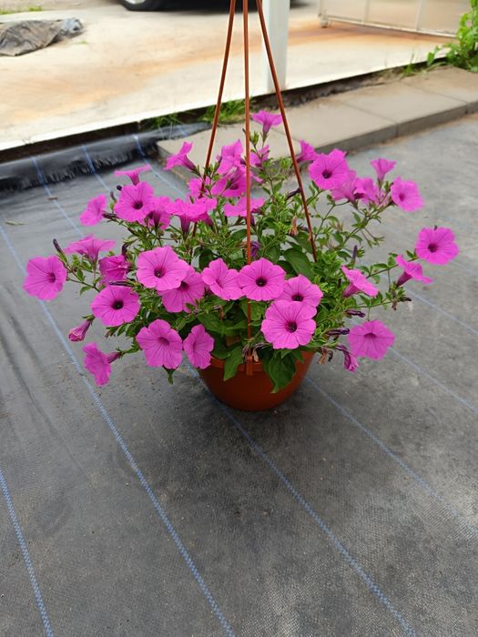 Surfinia petunia WYPRZEDAŻ