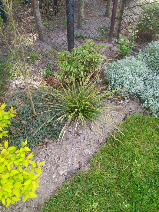 Trawa ozdobna turzyca ,hosta,funkie, milin