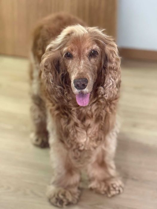 Cocker para adoção responsável