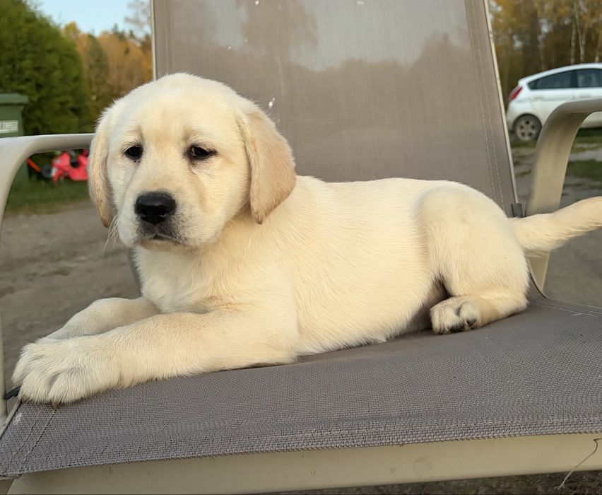 Labrador Retriever Suczka