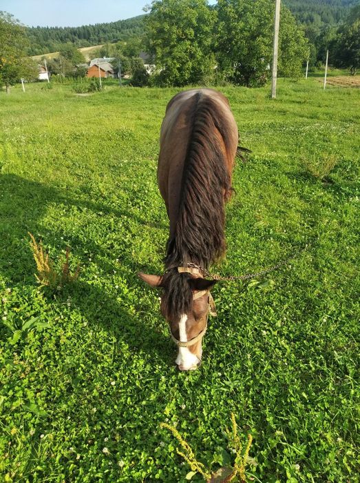 Продається кінь.