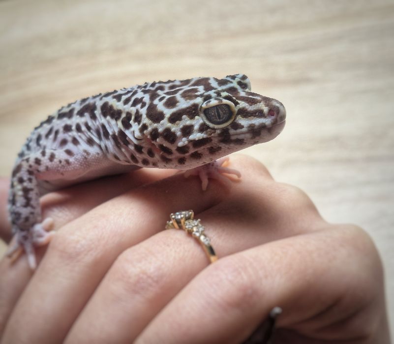 Dorosła samica eublefara lamparciego