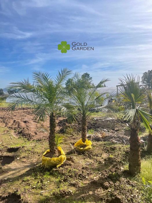 Palmeira Phoenix disponível várias alturas! Coqueiros / Jardim / Relva