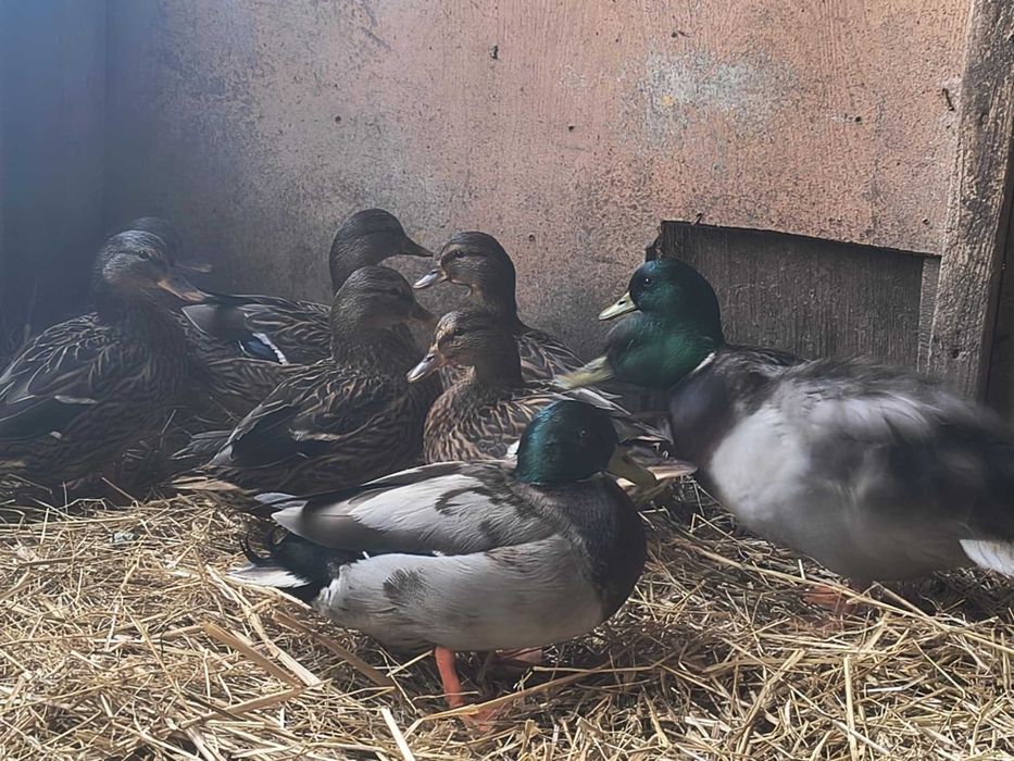 Sprzedam kaczki call duck