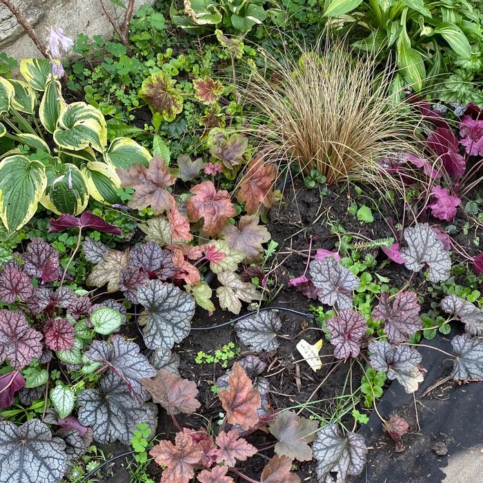 Гехера 20 сортов хосты каменная роза мискантус