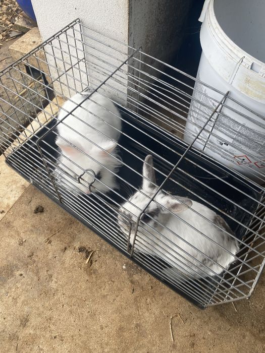 Coelhos anões  ainda não tem um ano