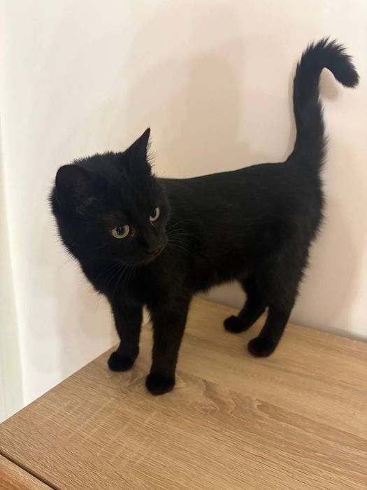 Кішка в добрі руки