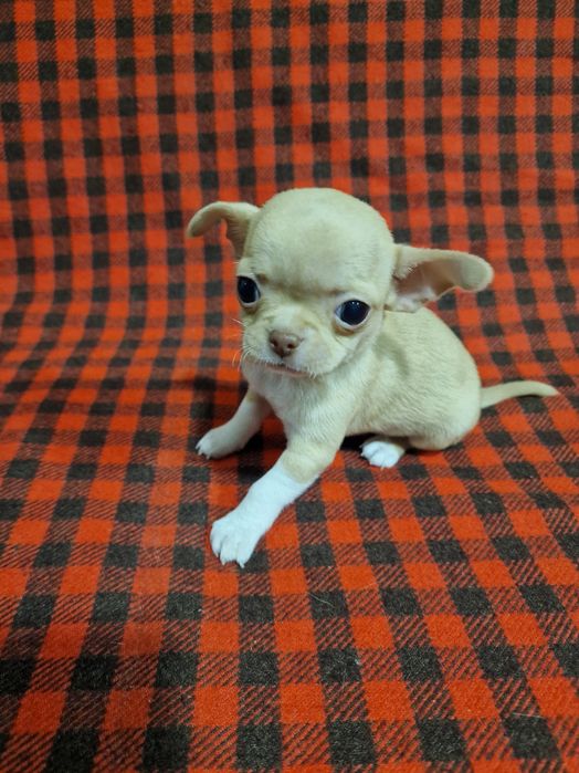 Цуценя чихуахуа дівчинка