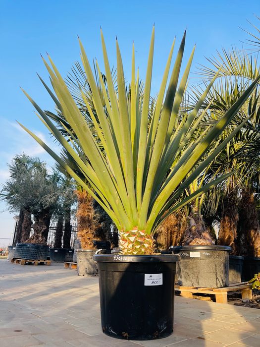 Yucca Treculeana juka yuca mrozoodporna -15 / -20