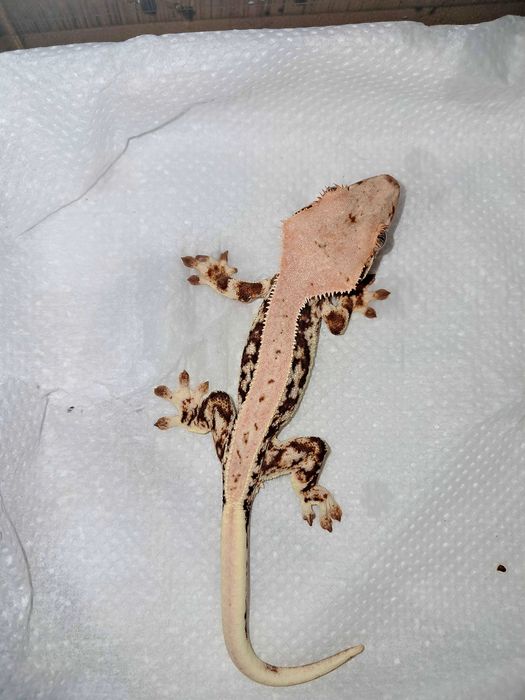 Gekon orzęsiony gekony orzęsione