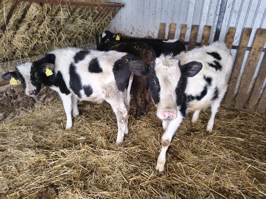 Sprzedam 2 byczki i 2 jałówki