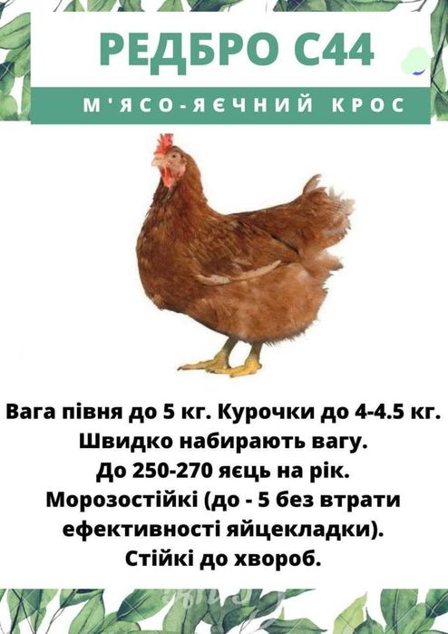 Яйце інкубаційне Несучка Бройлер М'ясо-яєчка