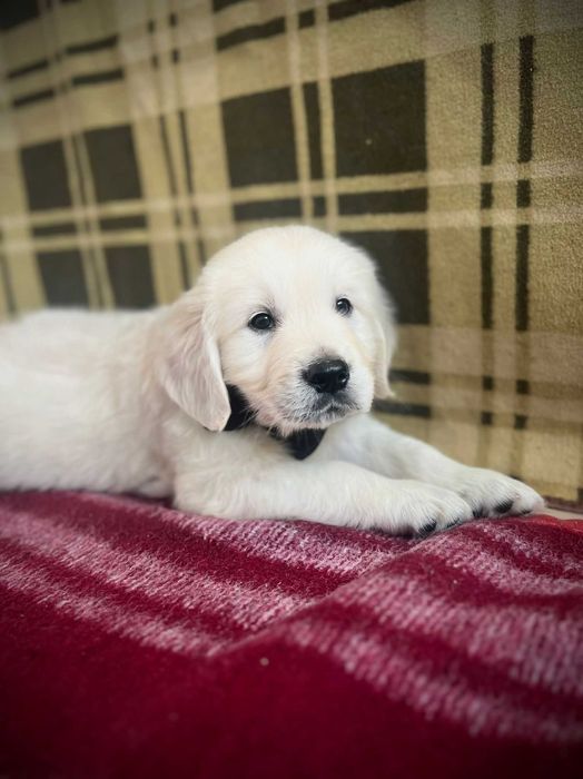 Piękny piesek Golden Retriever- GOTOWY do zmiany domku
