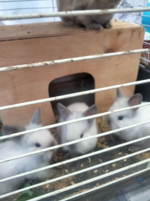 Продам кролів декоративні.
