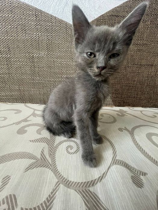 Продам кота напівбританця