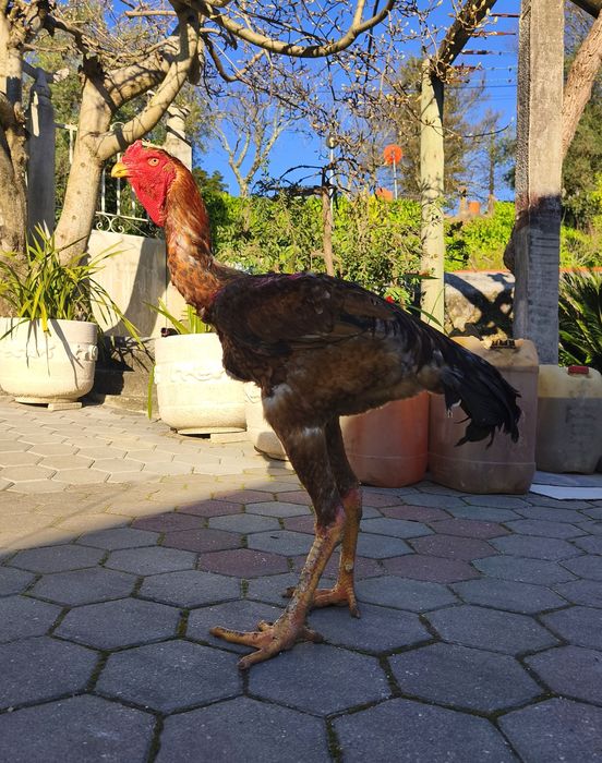 Ovos e Pintos Índio Gigante Brasileiro