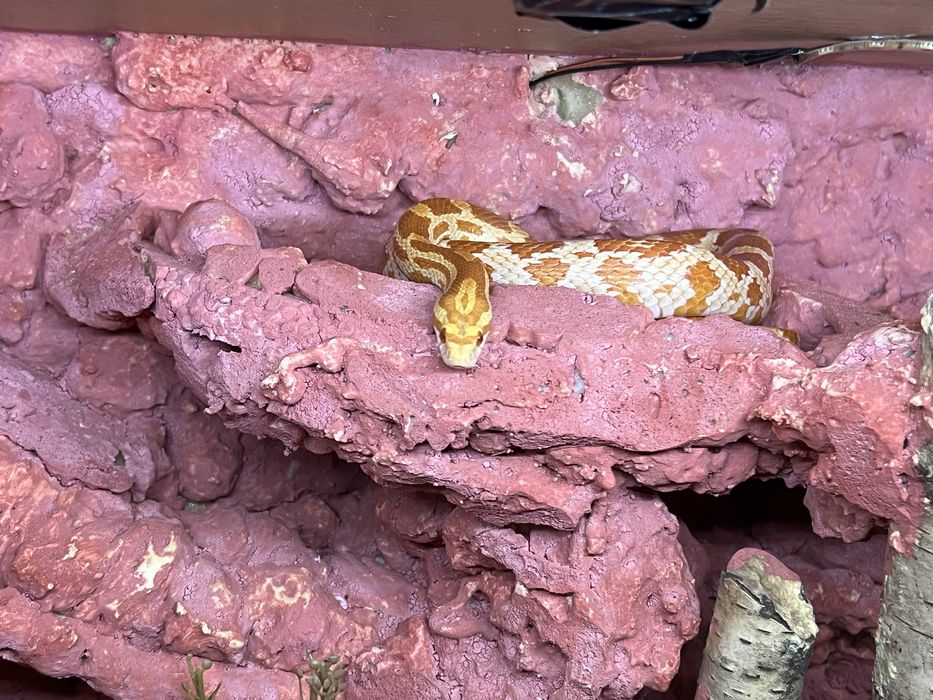 Wąż zborzowy +terarium