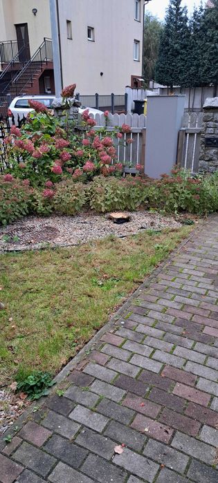 Wycinka i Pielęgnacja drzew