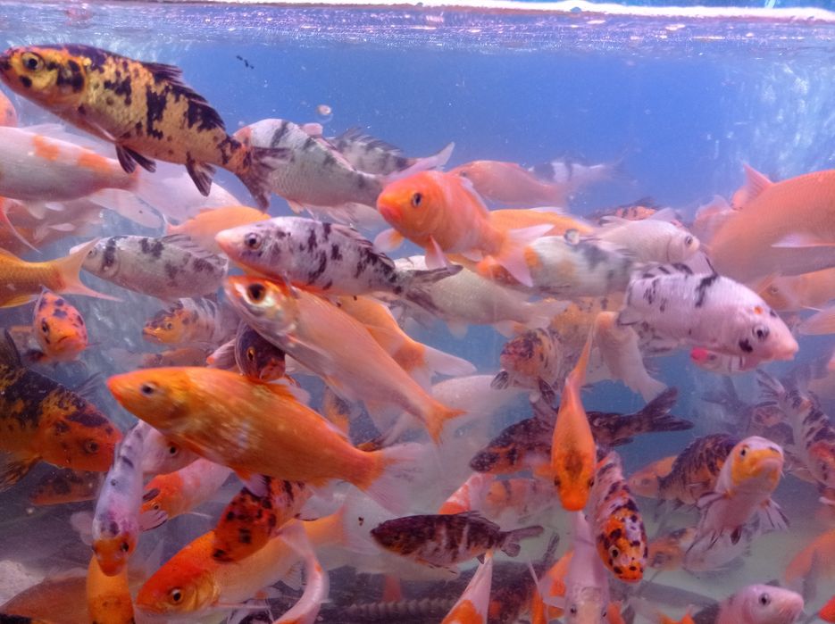 Narybek karpia koi.karasia. złota rybka.oczko wodne