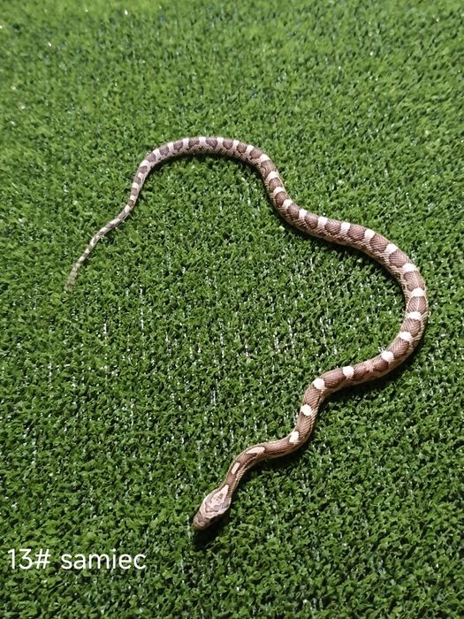 Węże zbożowe – młode różne odmiany