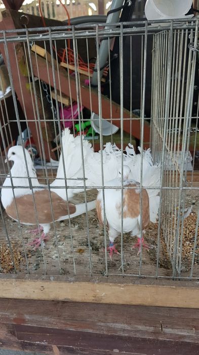 Gołębie Pawiki tarczowe żółte