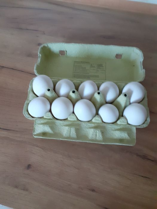 Leghorny jaja lęgowe