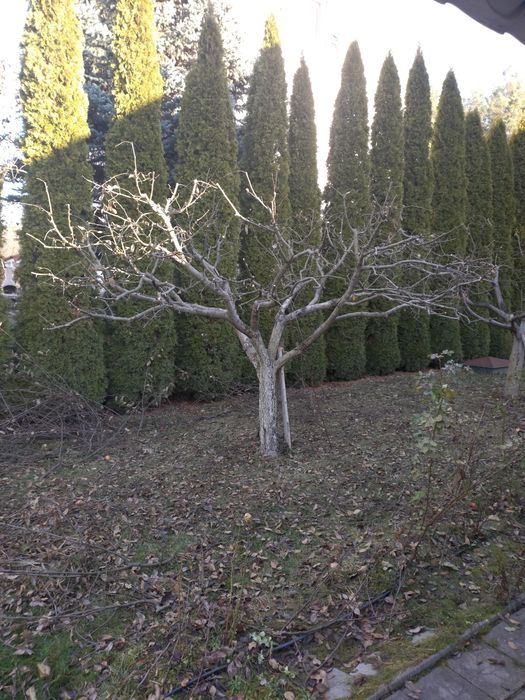 ОБРІЗКА, ОБРОБКА  плодового саду  Васильків, р-н