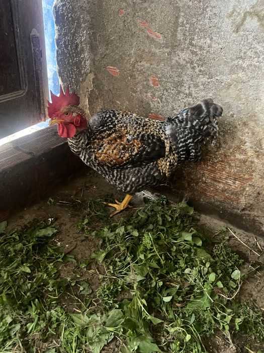 Galo pedrês  e garnizo