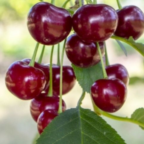 Продам вишню чорнокорку